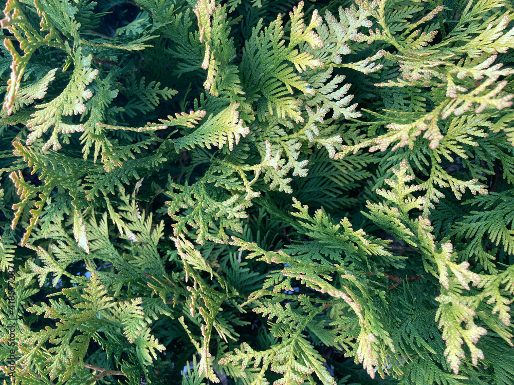 Green Fern Green Fern