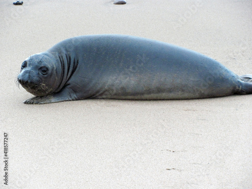 Fotografie Elephant Seal Pup on the Beach