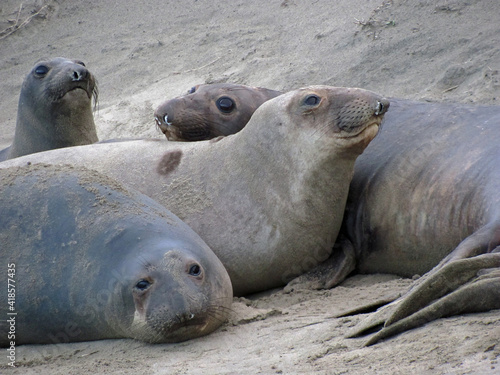 Elephant Seals Huddled For Warmth on the Beach