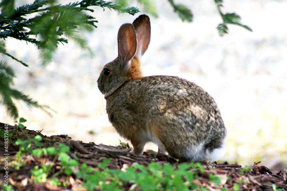 Fototapeta premium Rabbit (Hare) Sitting under a Tree
