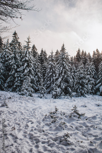 snowy trees in winter shot in Germany