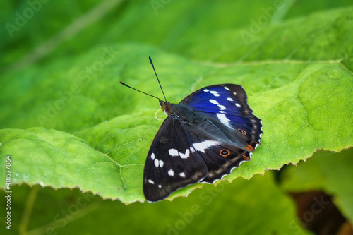 Apatura iris, the purple emperor, is a Palearctic butterfly of the family Nymphalidae.