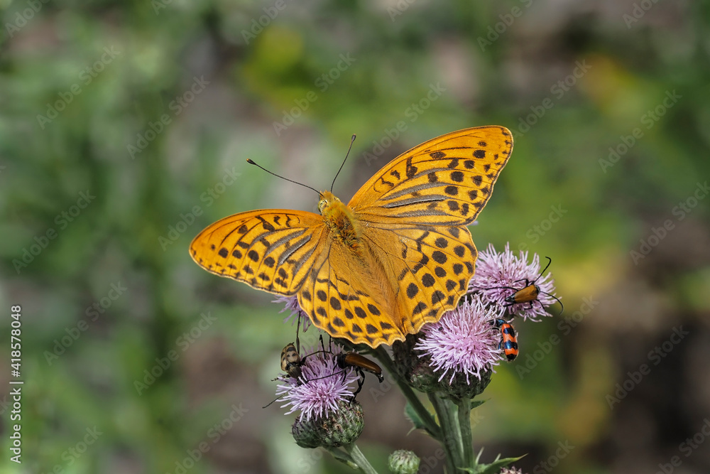 The silver-washed fritillary (Argynnis paphia) is a common and variable butterfly The silver-washed fritillary (Argynnis paphia) is a common and variable butterfly