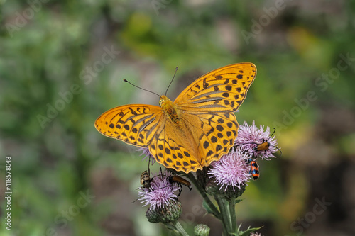 The silver-washed fritillary (Argynnis paphia) is a common and variable butterfly