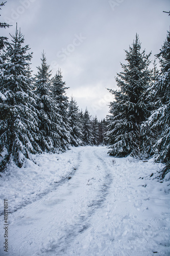 snowy trees alongside a snowy path in winter shot in Germany