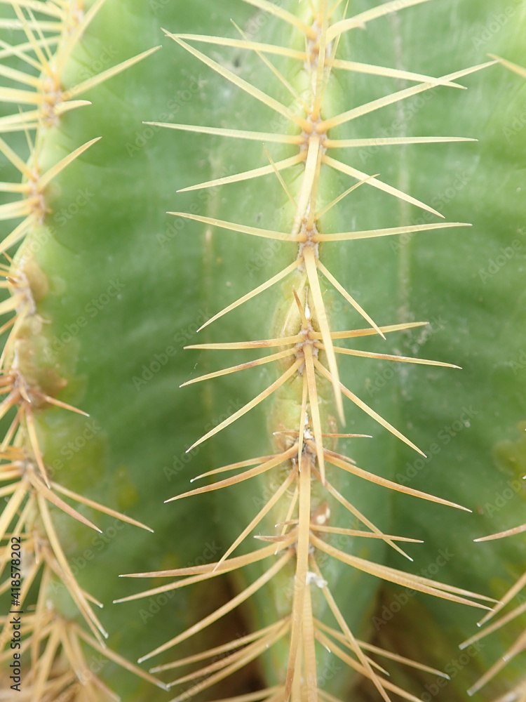 Cactus pattern Cactus pattern
