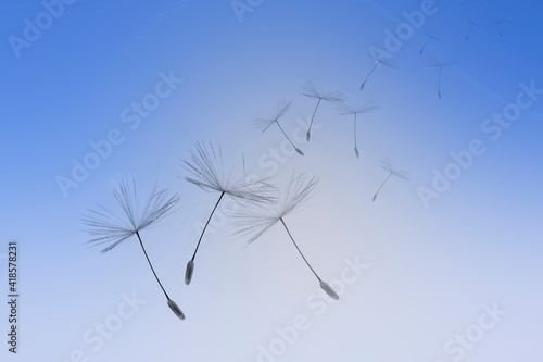Flying parachutes from dandelion against the blue sky
