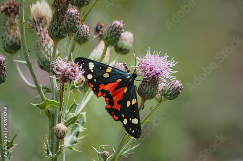 The scarlet tiger moth (Callimorpha dominula, formerly Panaxia dominula) is a colorful moth belonging to the tiger moth subfamily, Arctiinae.