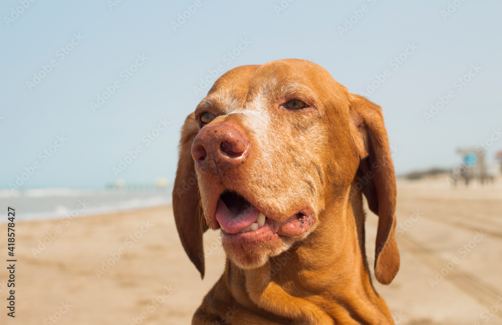 Perro en la Playa, Dog in the beach, Ocean, Argentina, Vizsla.