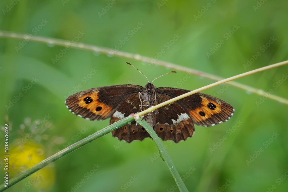 Obraz premium Erebia euryale, the large ringlet, is a species of butterfly belonging to the family Nymphalidae.