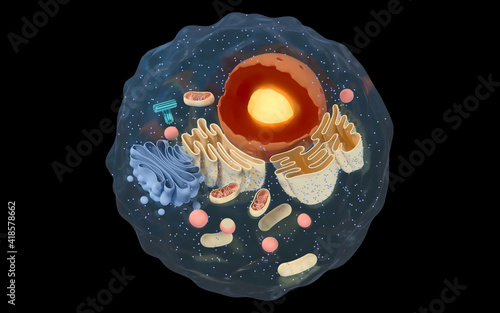 Internal structure of an animal cell, 3d rendering. Section view. photo