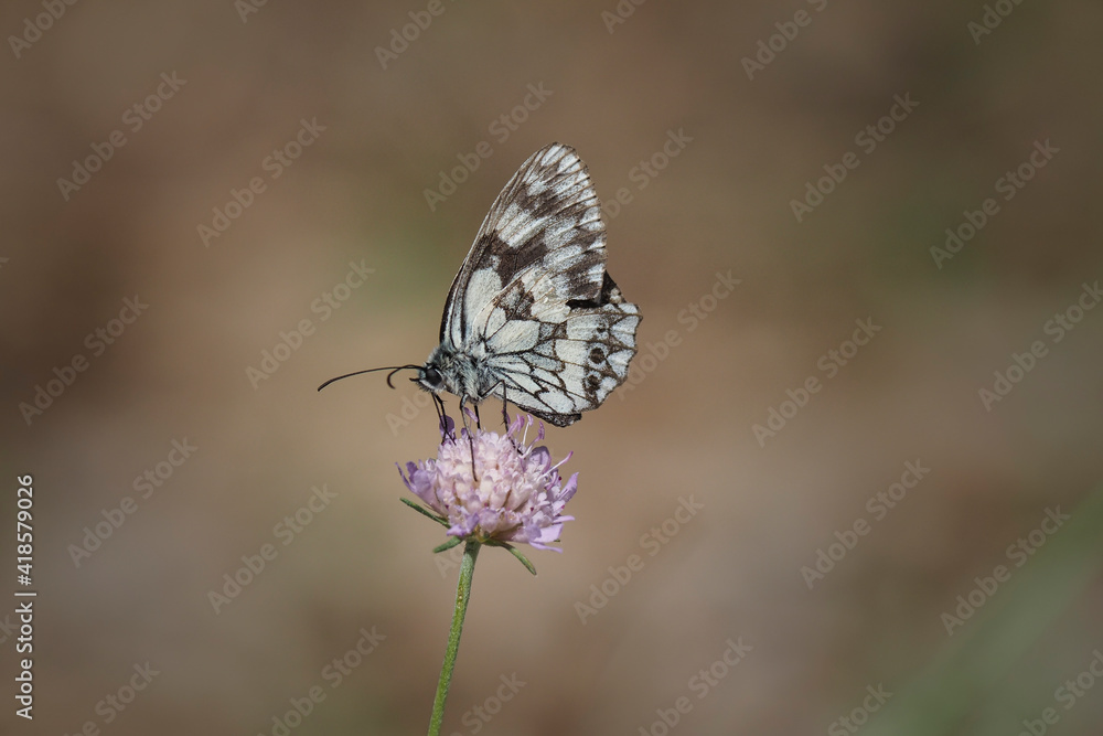 Melanargia galathea, the marbled white, is a butterfly in the family Nymphalidae