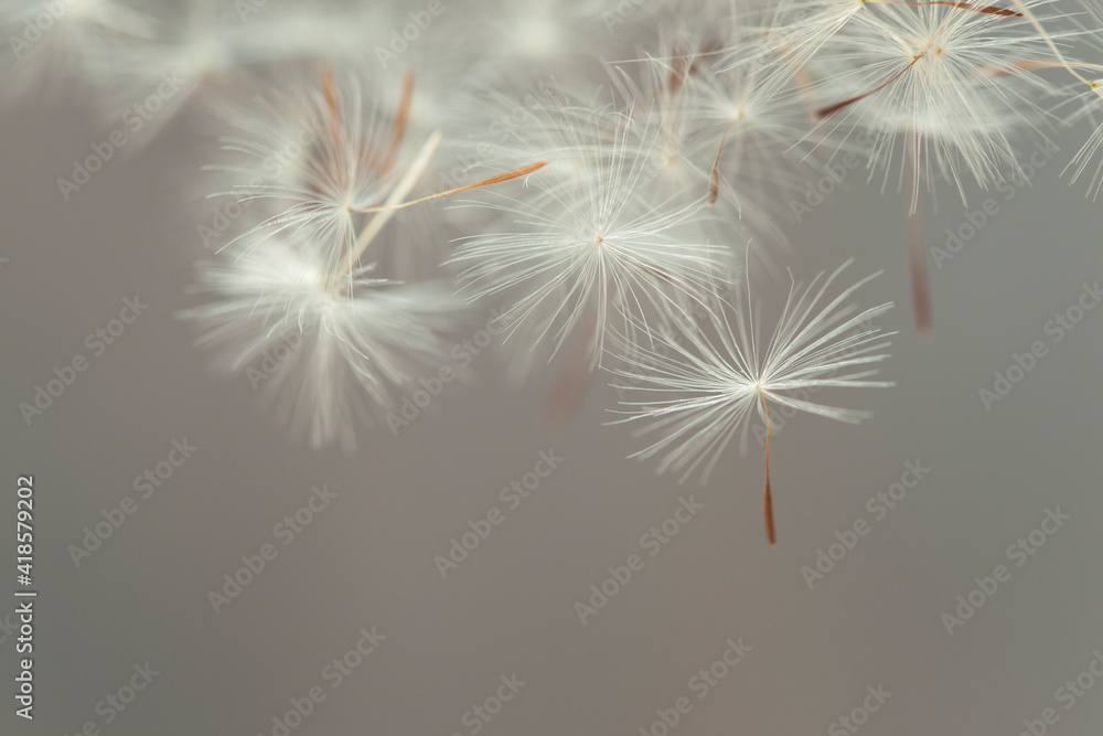 Flying parachutes from dandelion Flying parachutes from dandelion