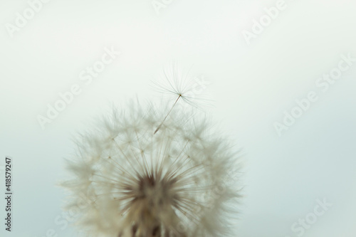 Flying parachute from dandelion against a white dandelion