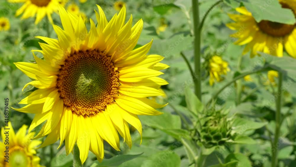 Large yellow sunflowers blooming in the sunflower fields in the spring season. Yellow flower background. 4k Video. Large yellow sunflowers blooming in the sunflower fields in the spring season. Yellow flower background. 4k Video.