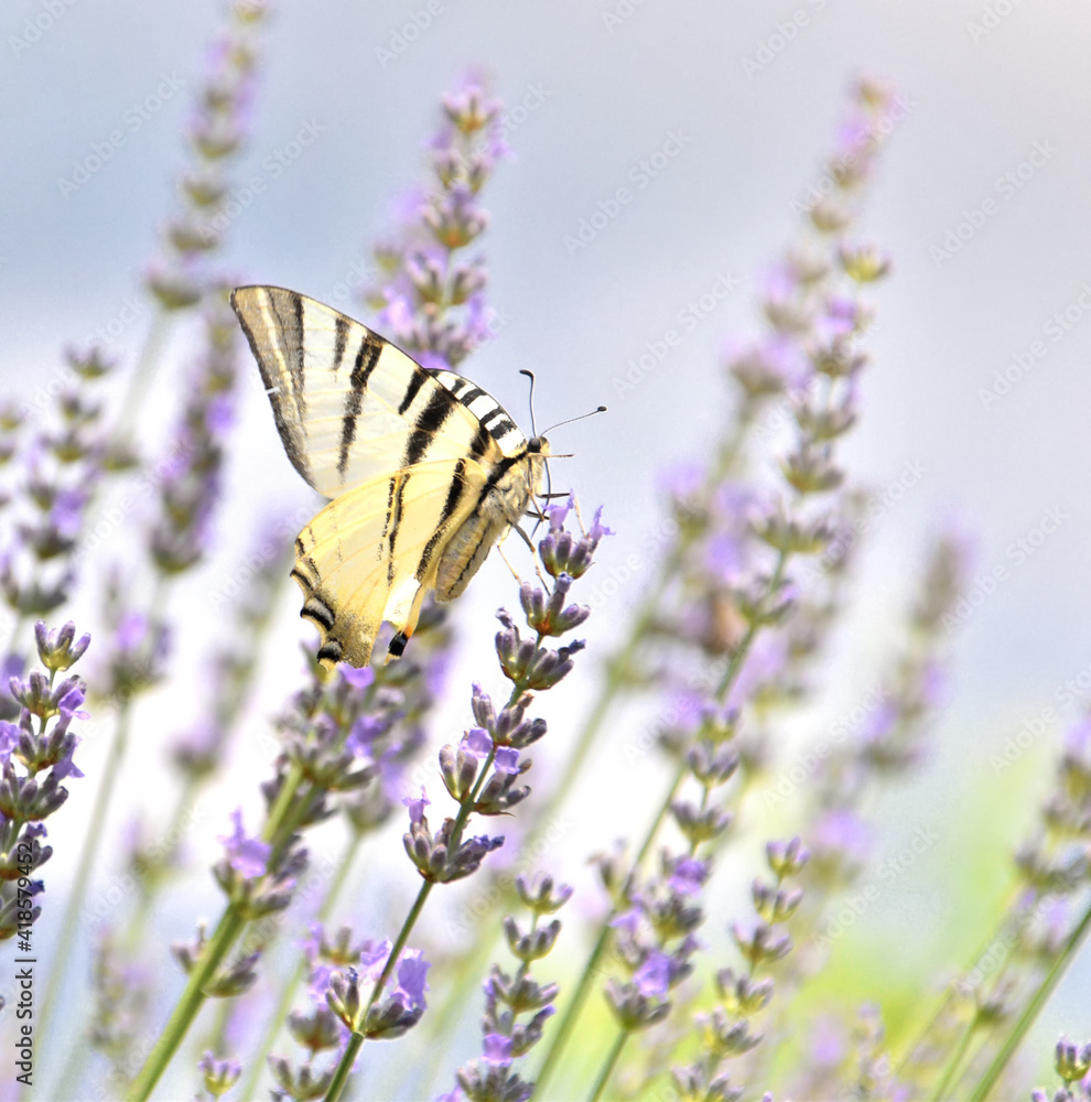The Macaone butterfly flies over the colorful lavender flowers The Macaone butterfly flies over the colorful lavender flowers