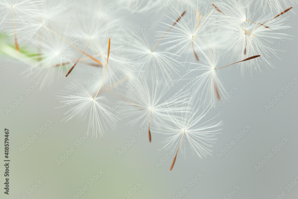 Fototapeta premium Flying parachutes from dandelion