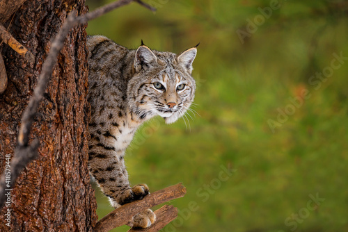 Bobcat in the snow © SE Viera Photo