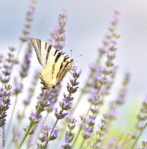 The Macaone butterfly flies over the colorful lavender flowers