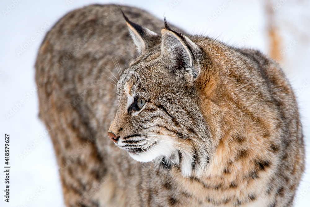 Obraz premium Bobcat in the snow