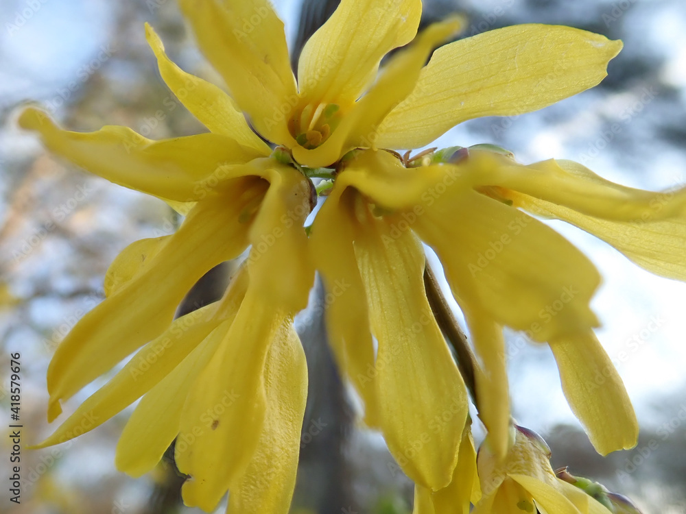 Obraz premium Lovely yellow flower close up