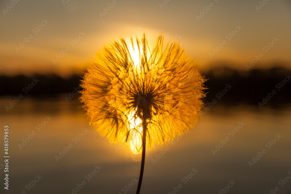 white dandelion at sunset, close-up