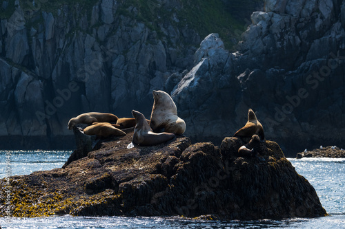 Εκτύπωση καμβά Sea lions on a rokery rock in Alaska.