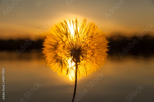 white dandelion at sunset  close-up