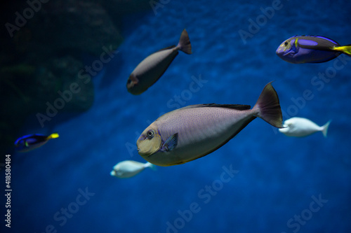 Bluespine unicornfish (Naso unicornis), also known as the short-nose unicornfish. Fish under water.	