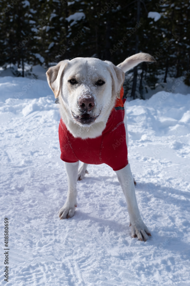 A labrador wearing a coat.