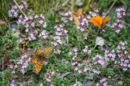 Melitaea parthenoides, the meadow fritillary, is a butterfly of the family Nymphalidae. photo