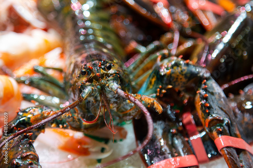 Sea fresh lobster lying on ice for sale at the Boqueria market, Barcelona, Spain.Seafood concept. Raw lobster close up for cooking.