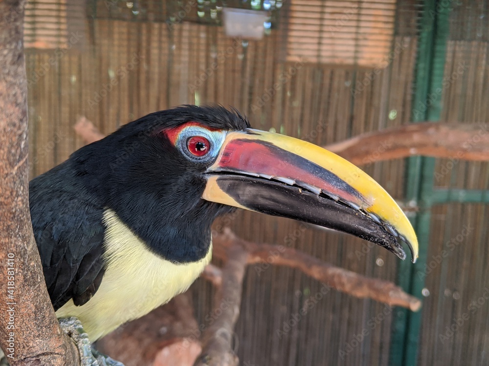 Collared Aracari toucan. Tropical exotic jungle bird on a wood branch.