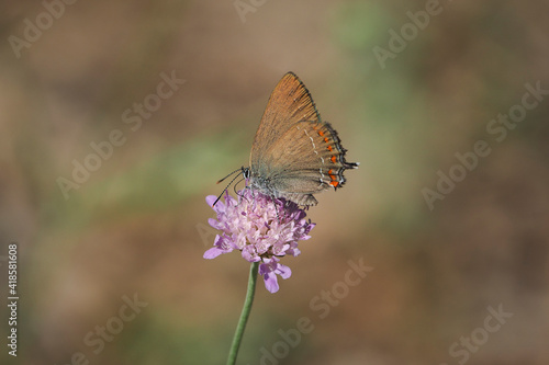 Satyrium ilicis, the ilex hairstreak, is a butterfly of the family Lycaenidae.