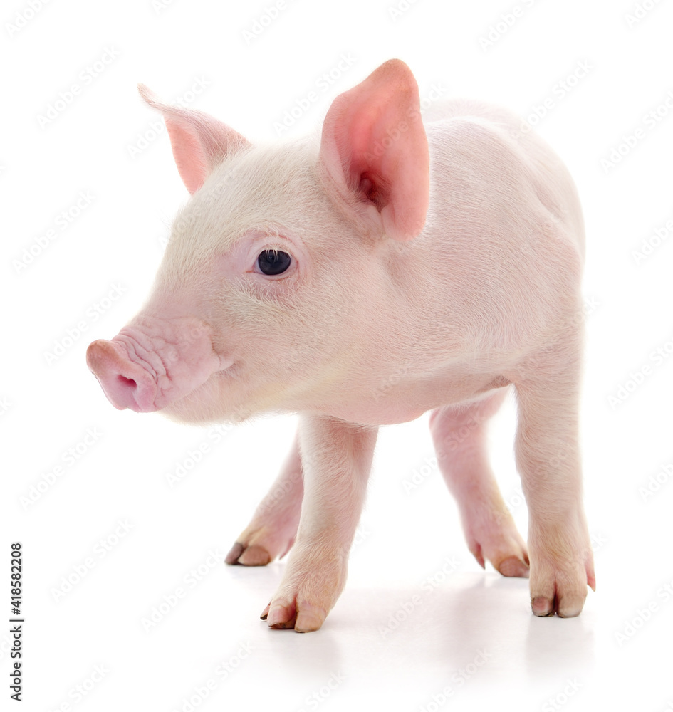 Pig on white Pig on white