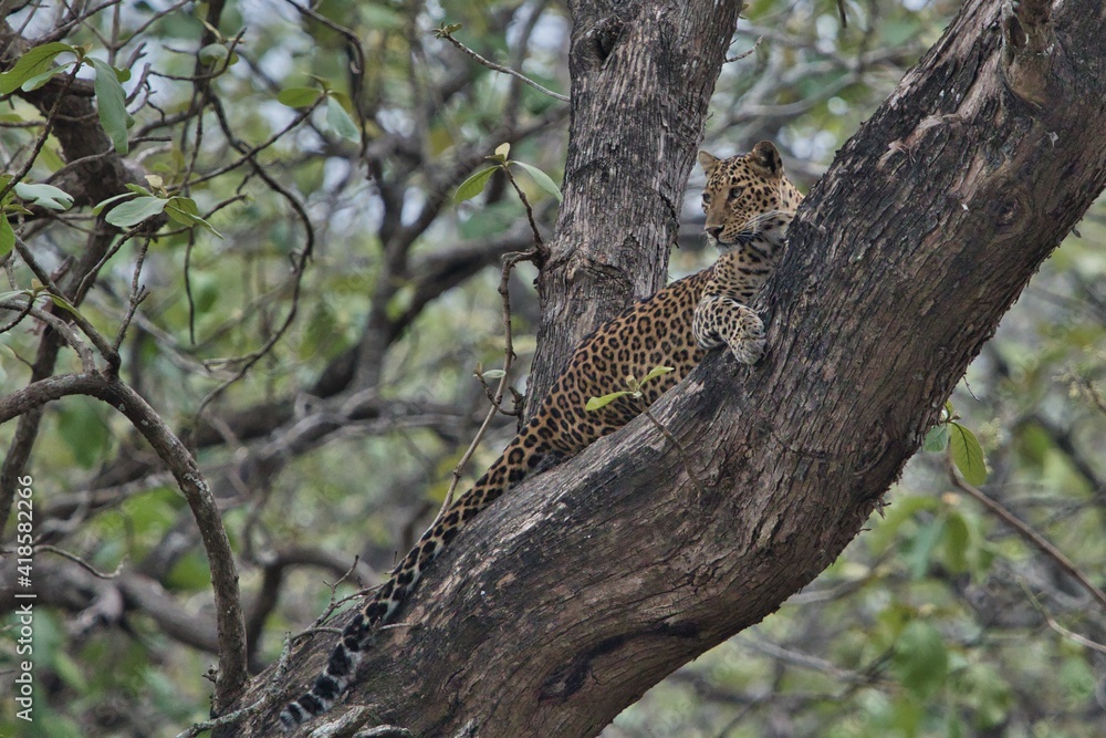 Leopard at Kabini, Nagarhole National Park, Karnataka, India
Leopard at Kabini, Nagarhole National Park, Karnataka, India