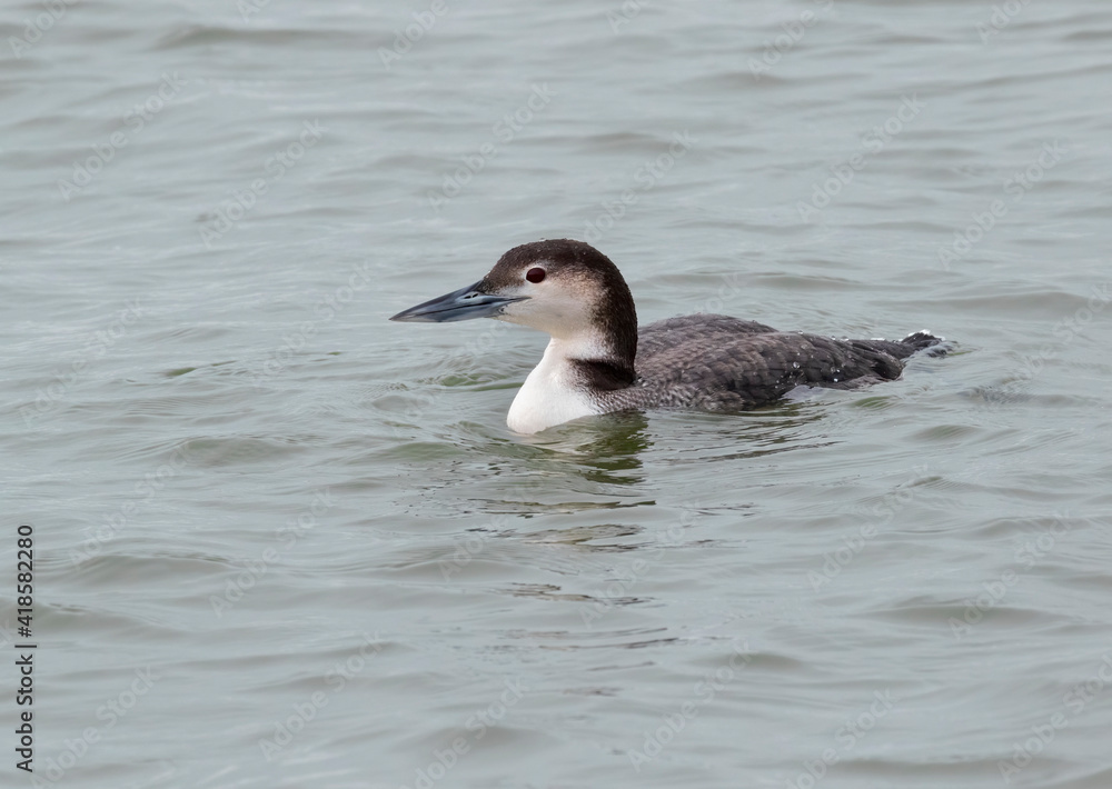 Common Loon (Gavia immer) in winter plumage, Texas, USA Common Loon (Gavia immer) in winter plumage, Texas, USA