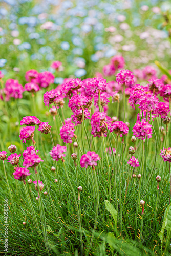 armeria flowers in the garden