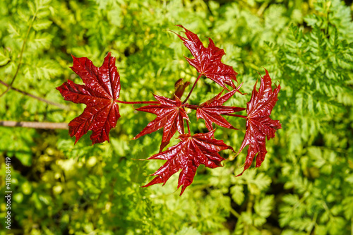 Maple leaves,green background