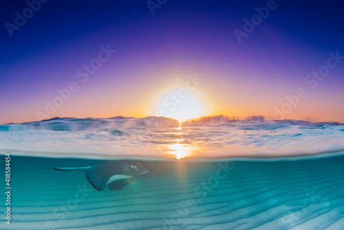 A split shot of a southern stingray beneath the surface of the water with the sky illuminated by a morning sunrise above