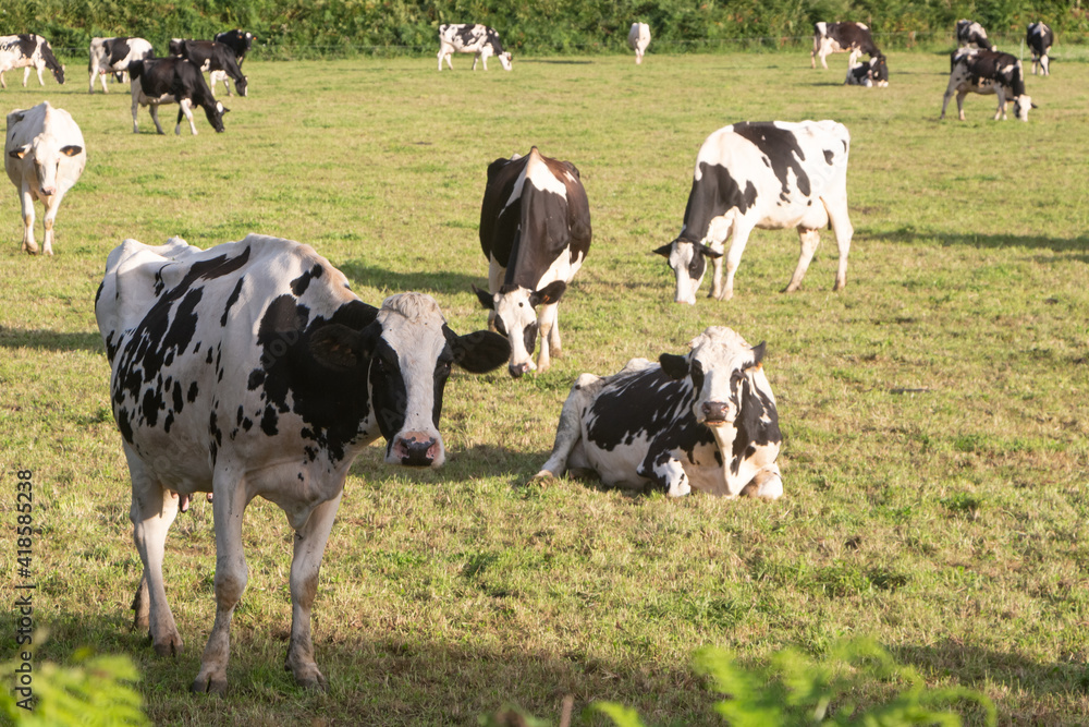 Holstein cows grazing and lying in a field in Brittany
