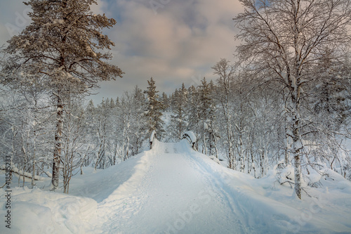 Snowy forest in Lapland, Finland