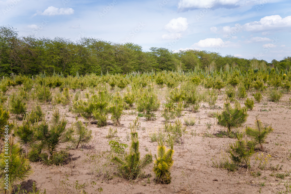 Rows of spruce, pines on tree nursery farm. Little coniferous pine tree seedlings for sale. Decorative plants farm Rows of spruce, pines on tree nursery farm. Little coniferous pine tree seedlings for sale. Decorative plants farm