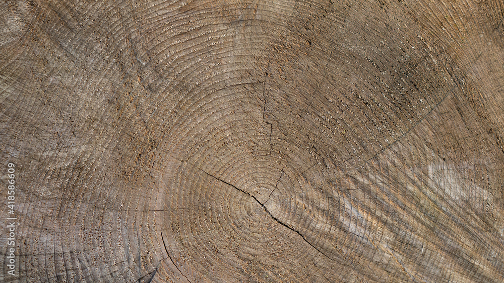 Fototapeta premium Holzstamm Nahaufnahme 
