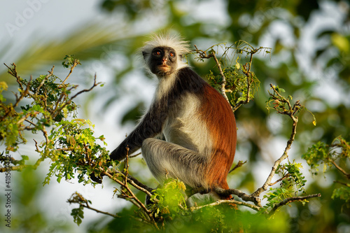 Tableau sur toile Zanzibar Red Colobus - Piliocolobus kirkii monkey endemic to Unguja, main island