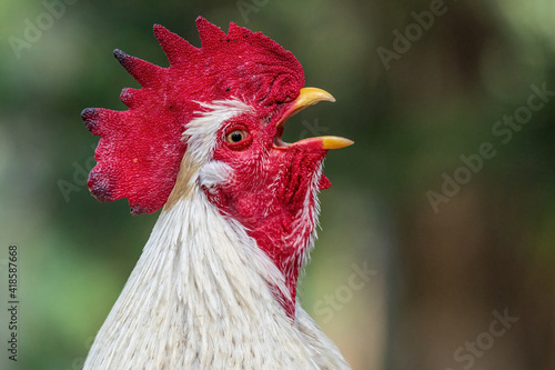 Closeup of a white rooster crowing (Gallus gallus domesticus) - Florida, USA photo