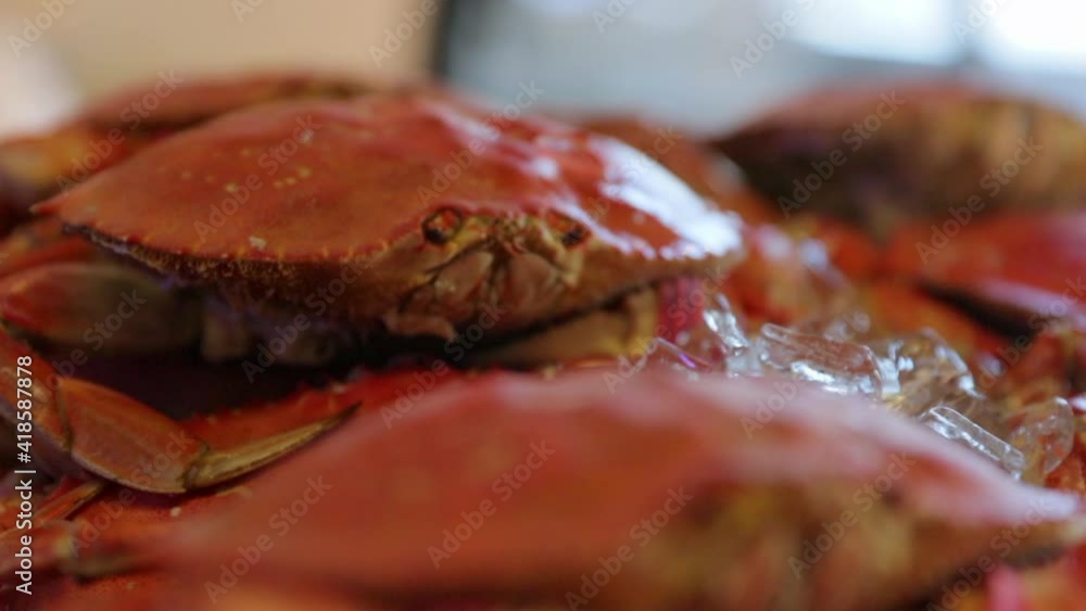 Close-up rack focus of tied red crabs with ice at restaurant - San Francisco, California Close-up rack focus of tied red crabs with ice at restaurant - San Francisco, California