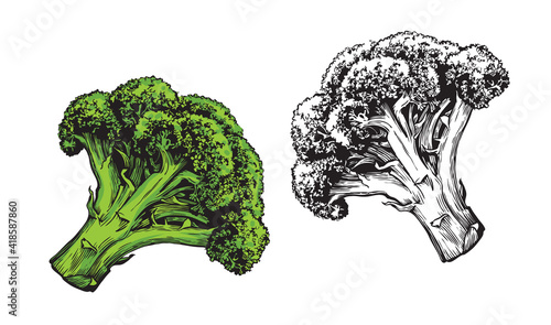 Vegetable broccoli isolated on white background. Fresh food vector illustration