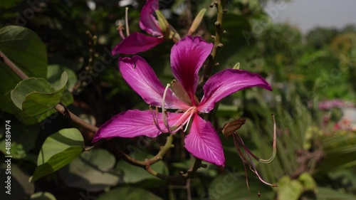 Bauhinia Variegata or Rakta Kanchan blooms in the springtime. Rakta Kanchan is commonly used in medicinal plants by the Tribal. Flower background. 4k Video.  photo