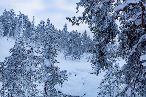 Snowy forest in Lapland, Finland